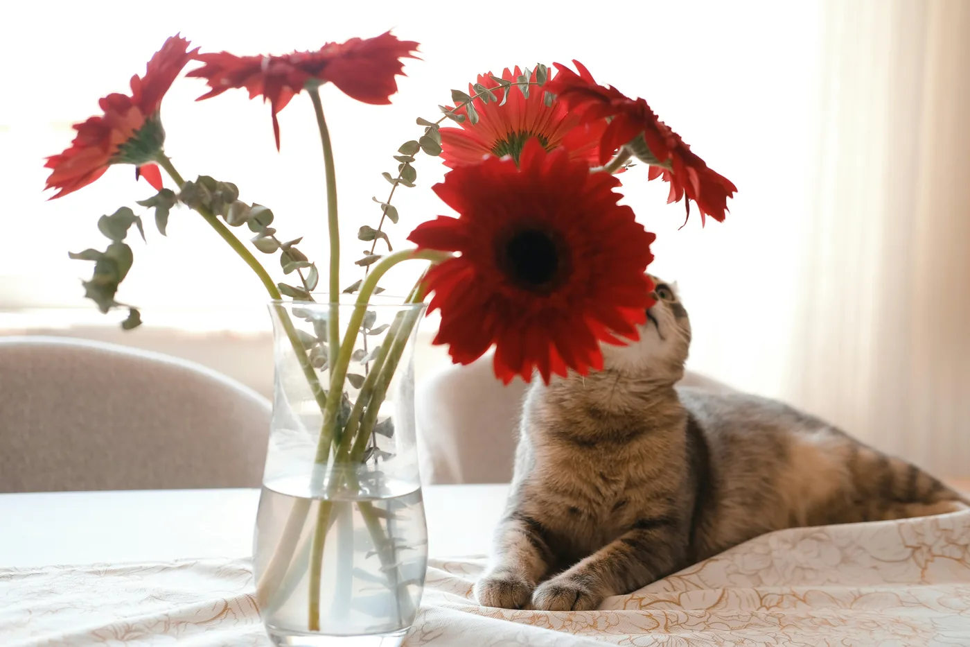 Kot przy wazonie z czerwonymi gerberami na stole, gerbera jest często bezpieczniejszym wyborem w domach ze zwierzętami