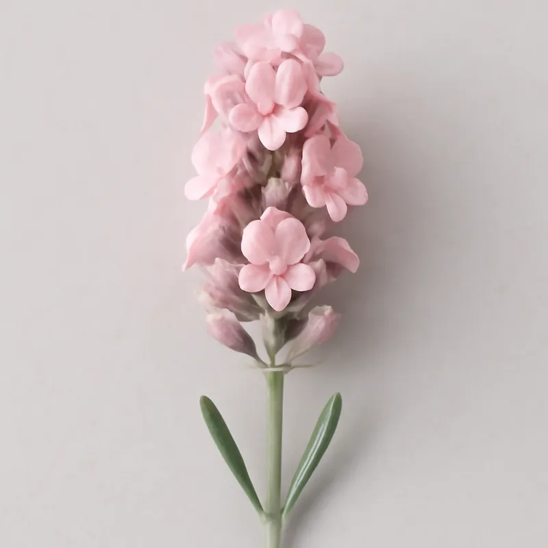 Lawenda – różowa