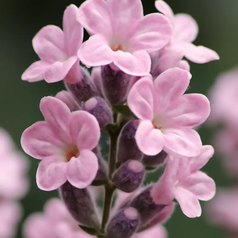 Lawenda – różowa – zdjęcie 2