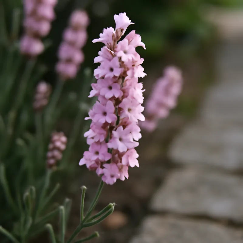 Lawenda – różowa – zdjęcie 4