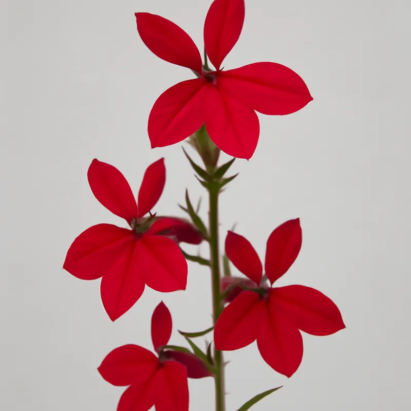 Lobelia – czerwona