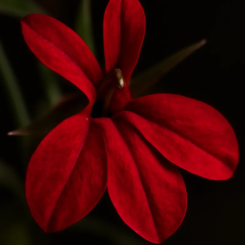 Lobelia – czerwona – zdjęcie 2