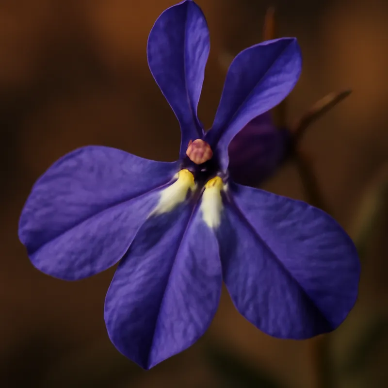 Lobelia – klasyczna – zdjęcie 2