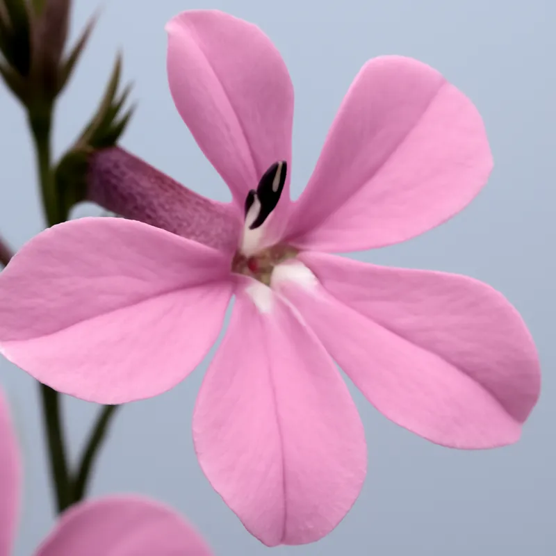 Lobelia – różowa – zdjęcie 2