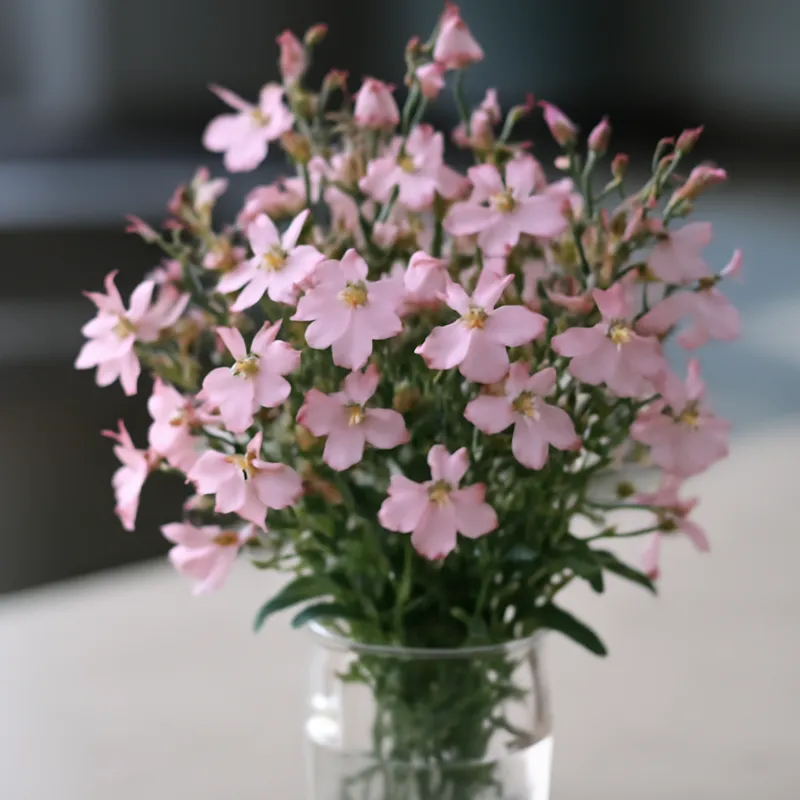 Lobelia – różowa – zdjęcie 3