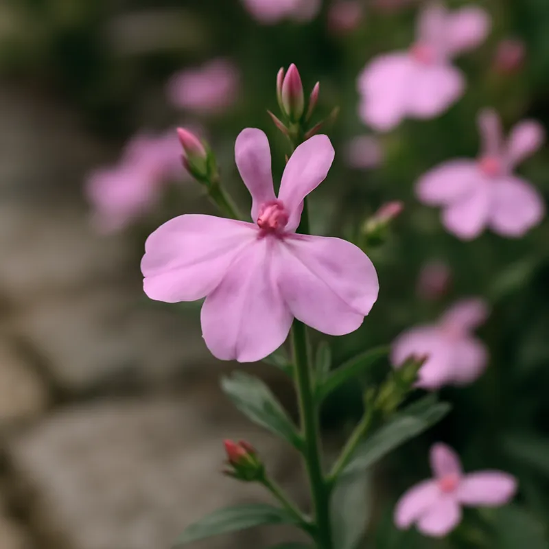 Lobelia – różowa – zdjęcie 4