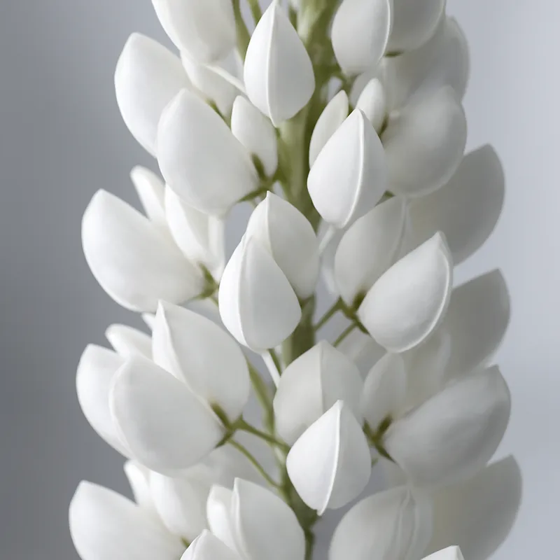 Łubin – biały – zdjęcie 2