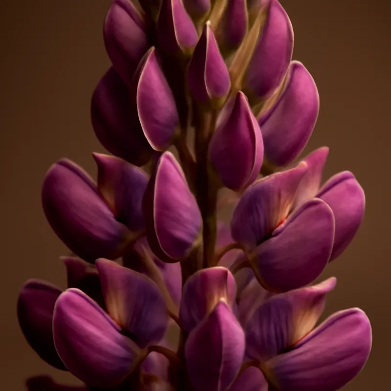 Łubin – klasyczny – zdjęcie 2