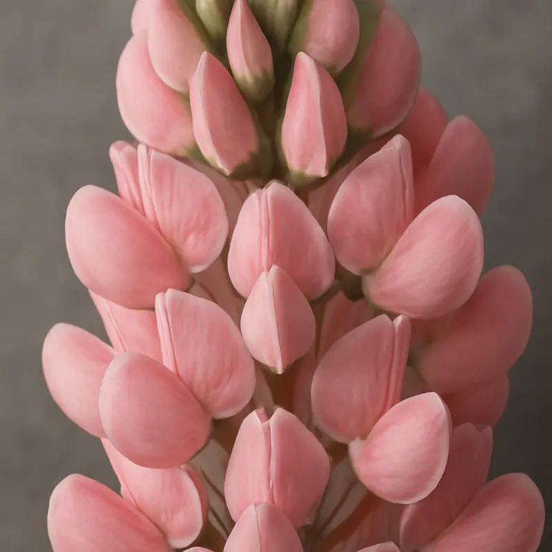 Łubin – różowy – zdjęcie 2