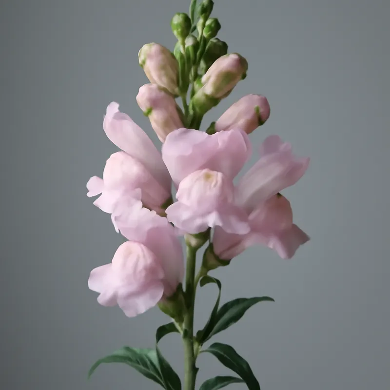 Lwia paszcza – różowa