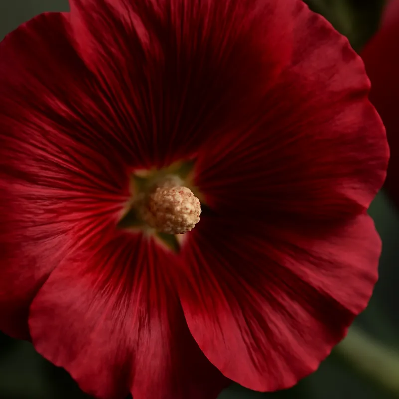 Malwa – czerwona – zdjęcie 2