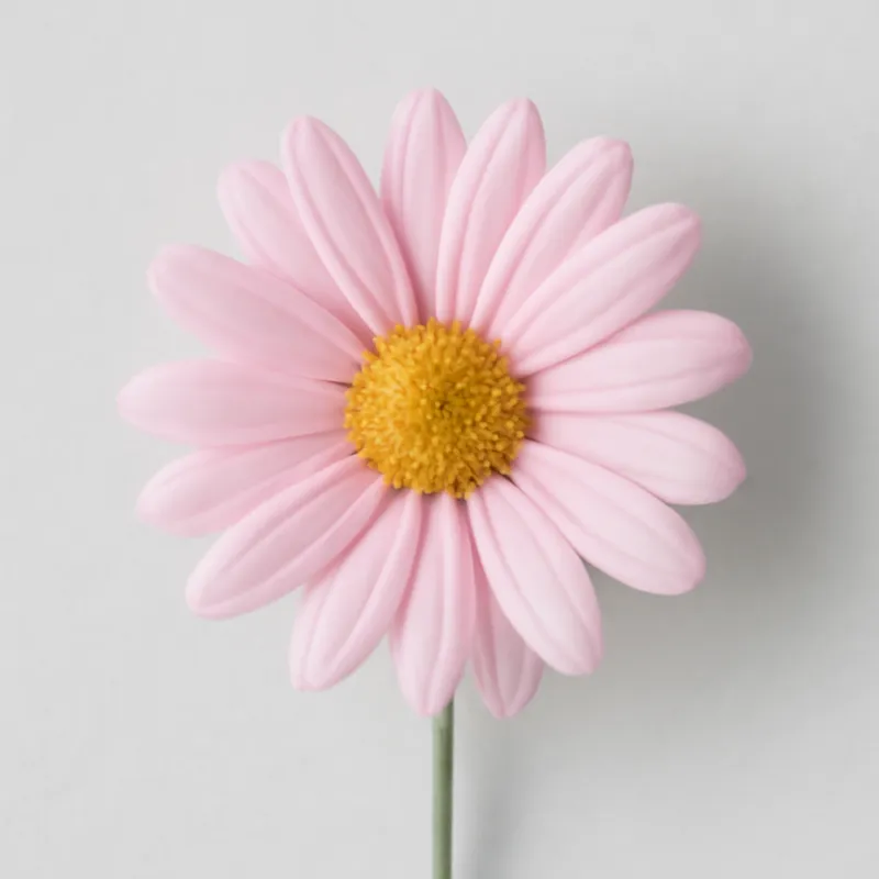 Margerytka – różowa