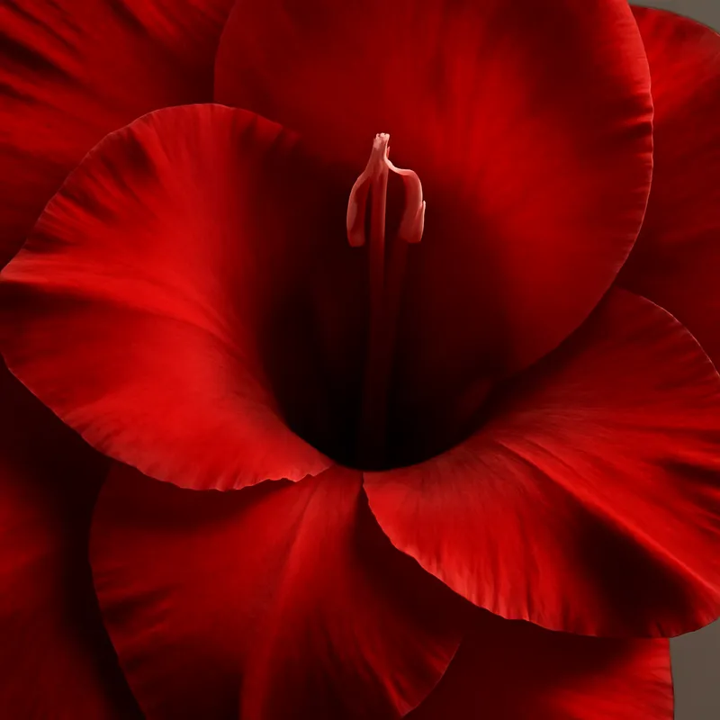 Mieczyk – czerwony – zdjęcie 2