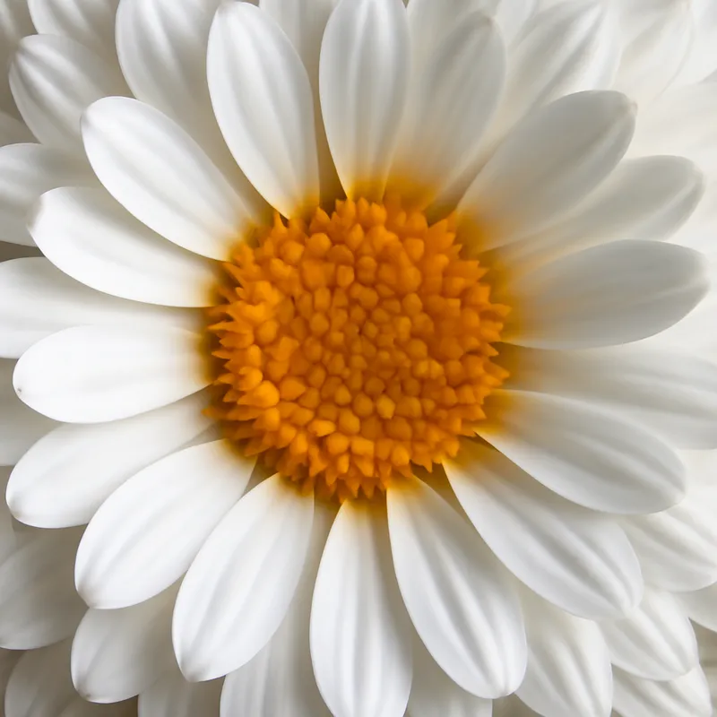 Nagietek – biały – zdjęcie 2