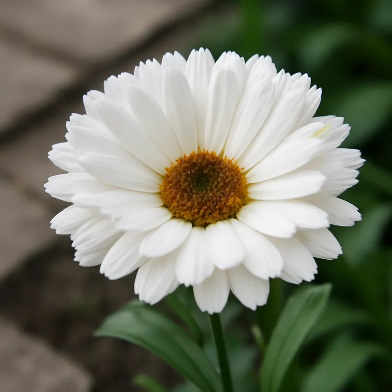 Nagietek – biały – zdjęcie 4