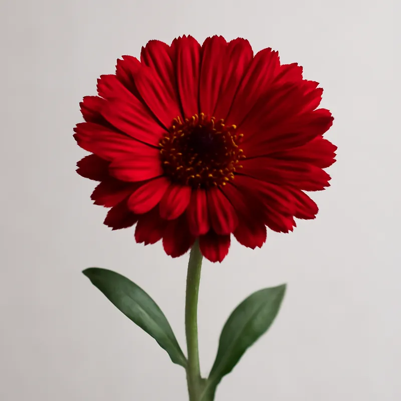 Nagietek – czerwony