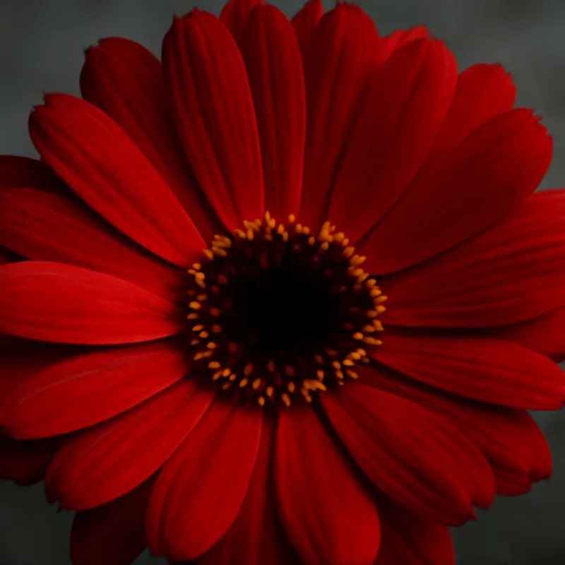 Nagietek – czerwony – zdjęcie 2