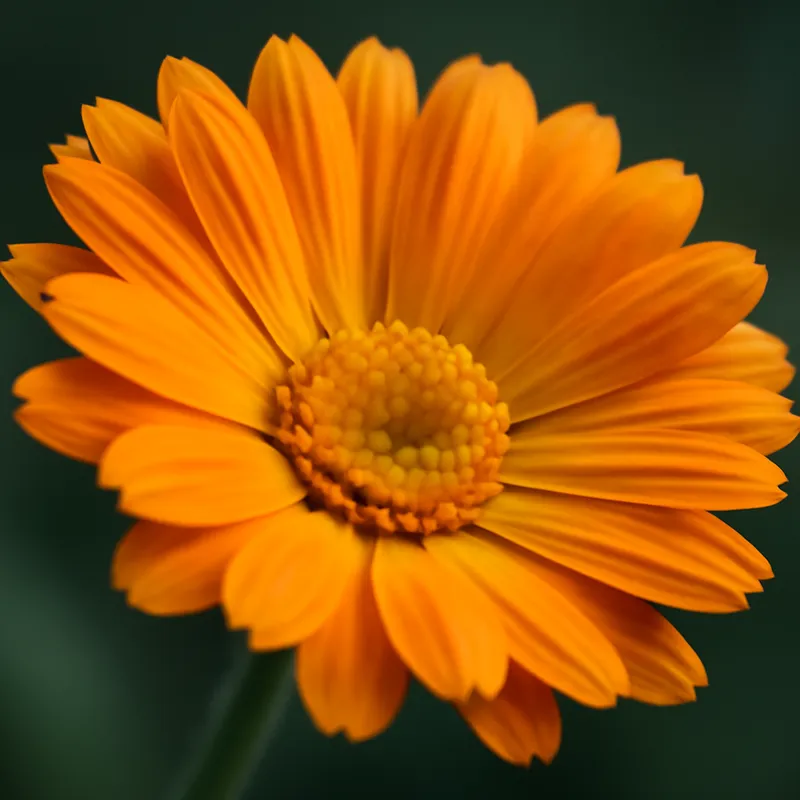 Nagietek – klasyczny – zdjęcie 2