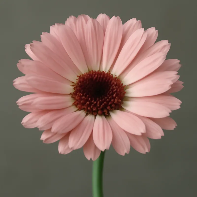 Nagietek – różowy