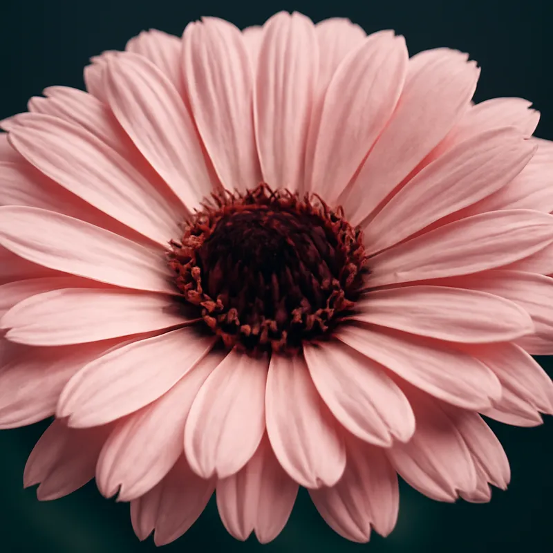 Nagietek – różowy – zdjęcie 2