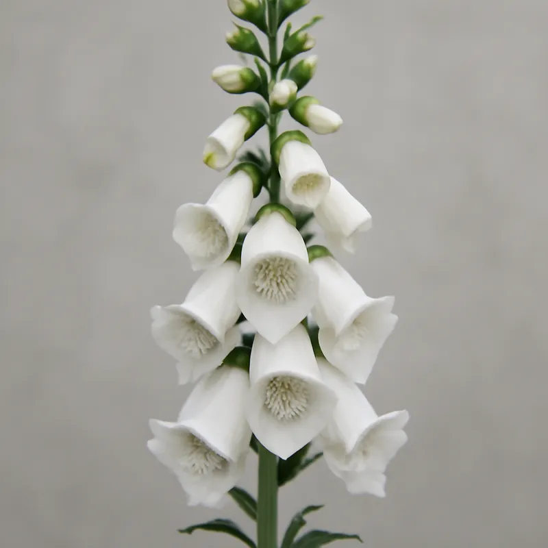 Naparstnica – biała