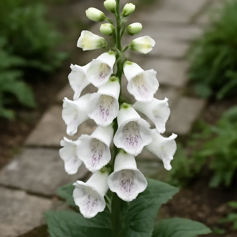 Naparstnica – biała – zdjęcie 4