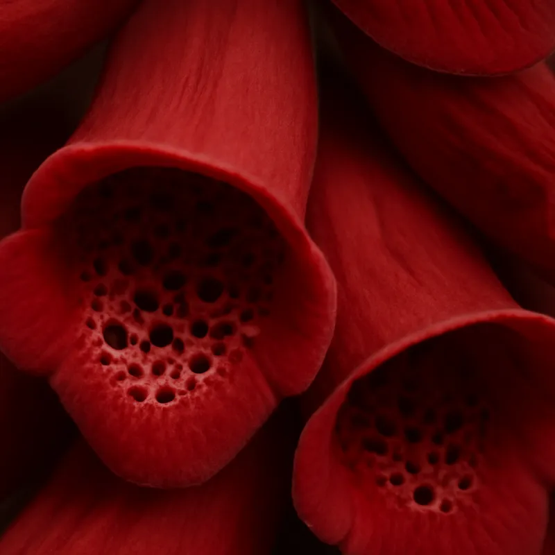 Naparstnica – czerwona – zdjęcie 2