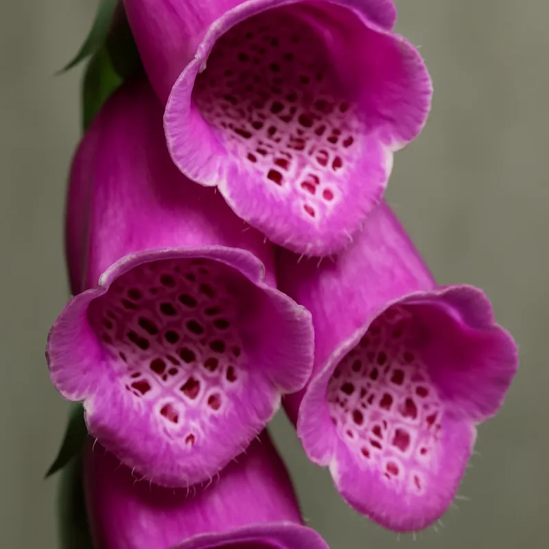 Naparstnica – klasyczna – zdjęcie 2