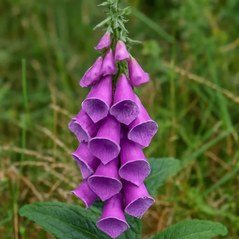 Naparstnica – klasyczna – zdjęcie 4