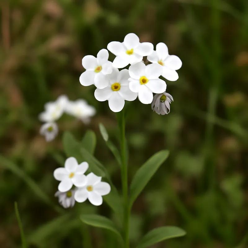 Niezapominajka – biała – zdjęcie 4