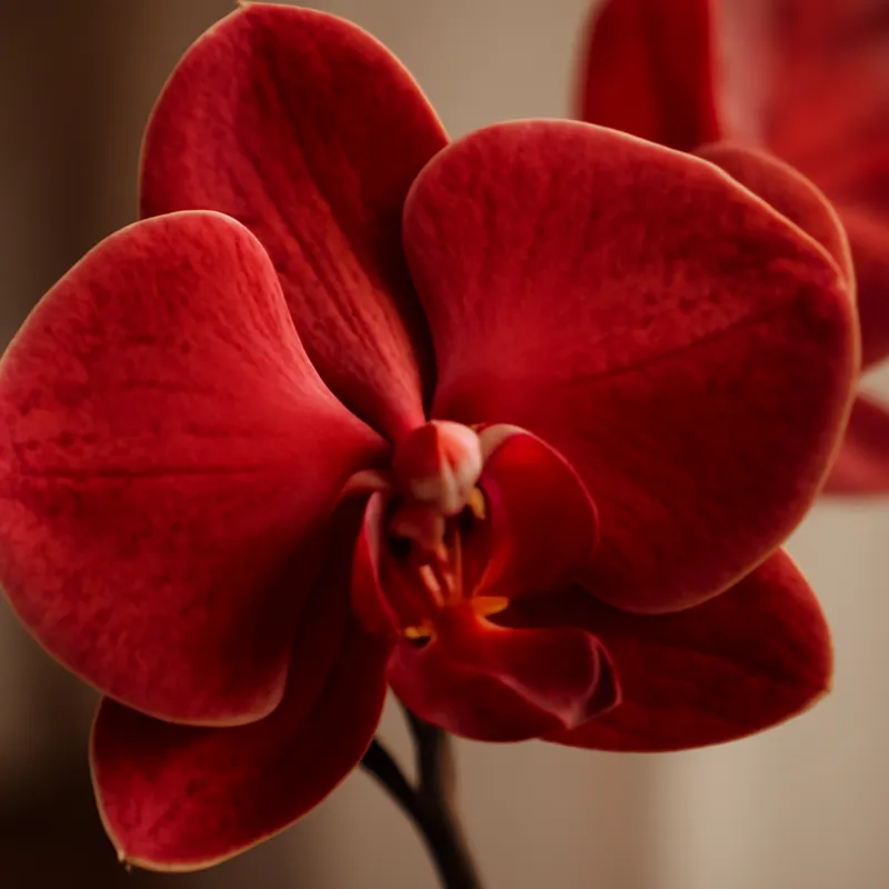 Orchidea – czerwona – zdjęcie 2