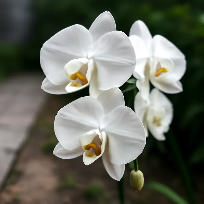 Orchidea – klasyczna – zdjęcie 4