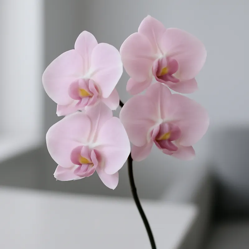 Orchidea – różowa – zdjęcie 3