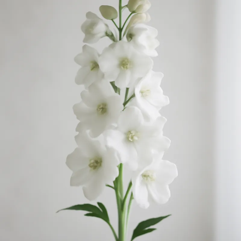 Ostróżka – biała