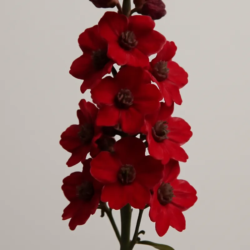 Ostróżka – czerwona