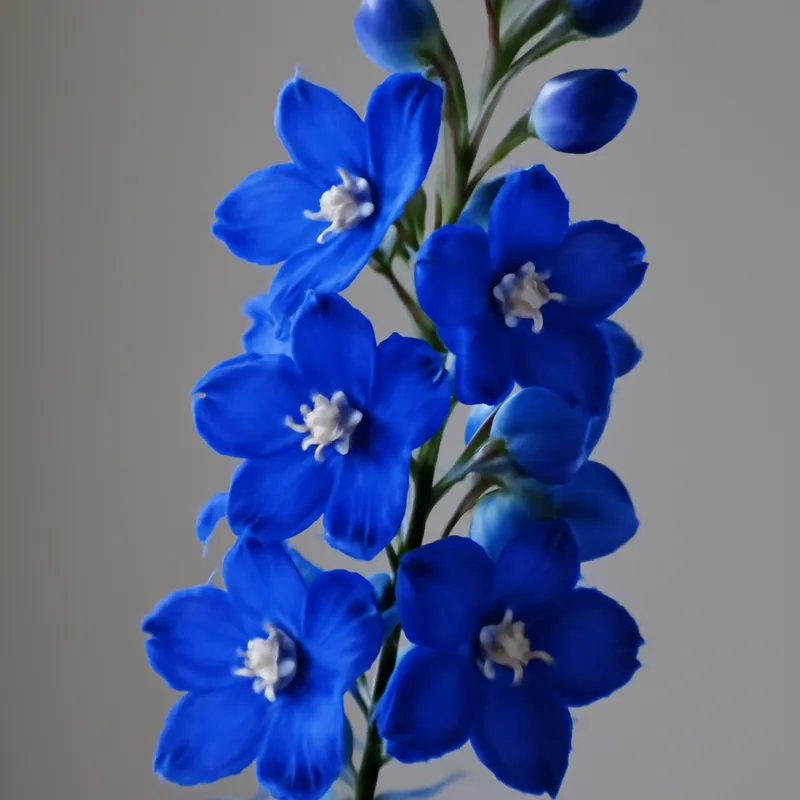 Ostróżka – klasyczna