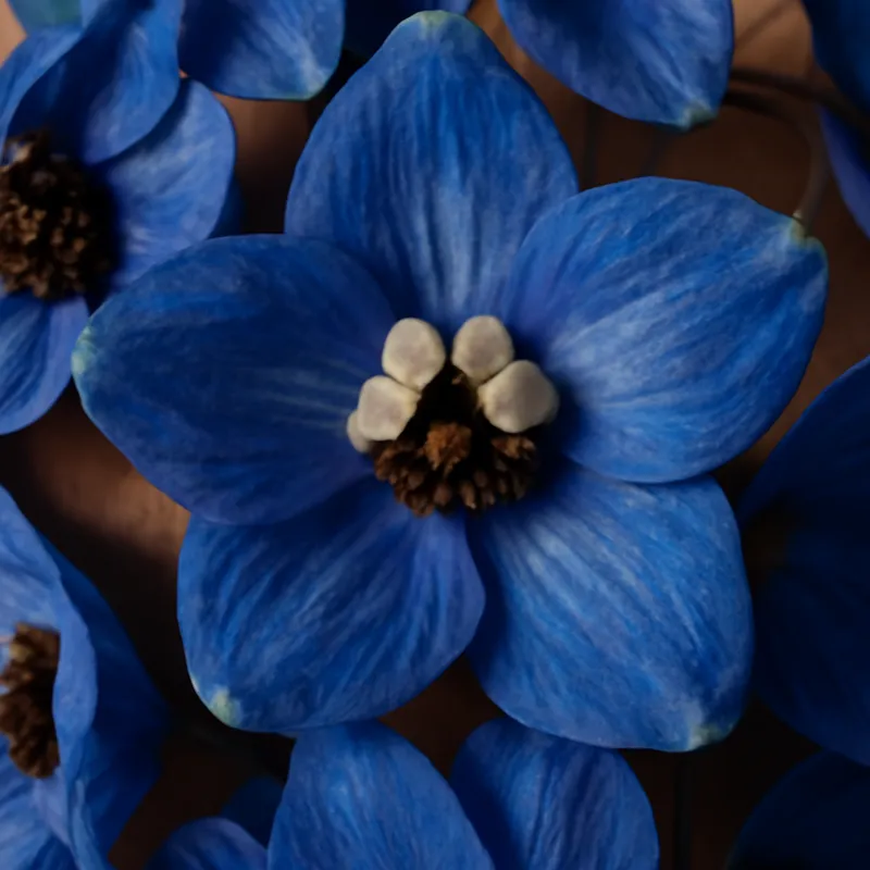 Ostróżka – klasyczna – zdjęcie 2