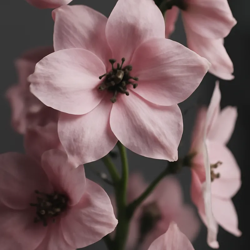 Ostróżka – różowa – zdjęcie 2