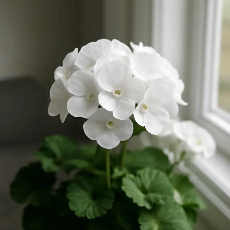 Pelargonia – biała – zdjęcie 3