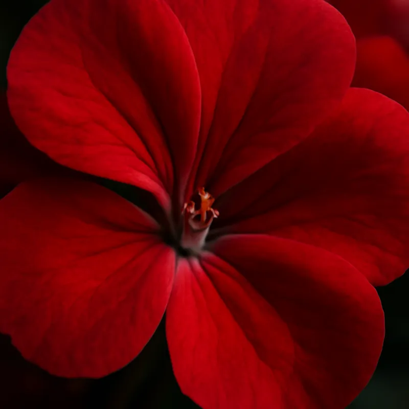 Pelargonia – czerwona – zdjęcie 2