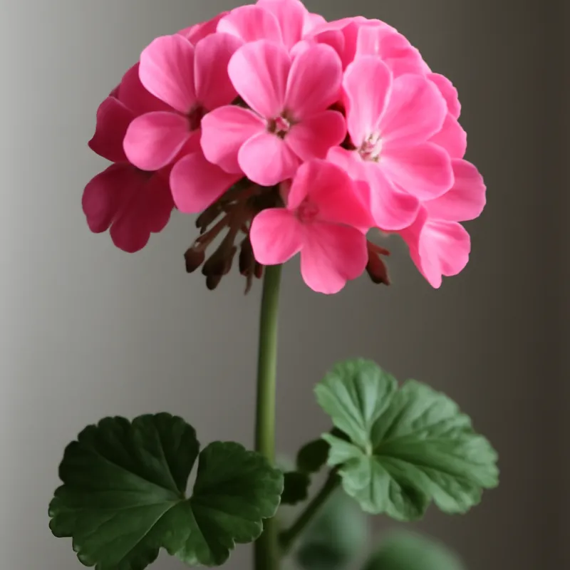 Pelargonia – klasyczna