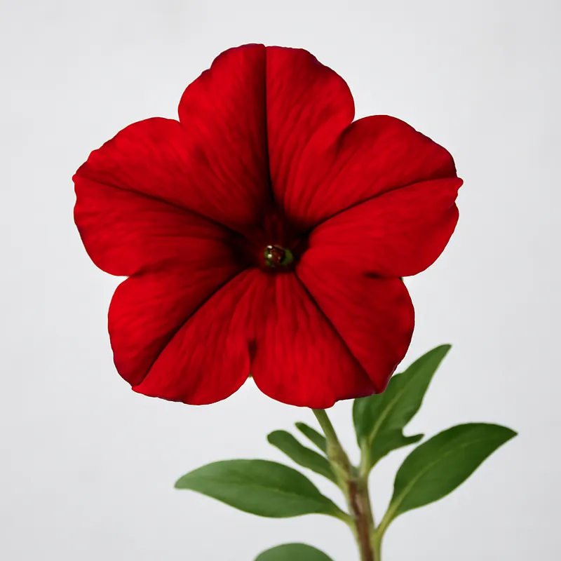 Petunia – czerwona