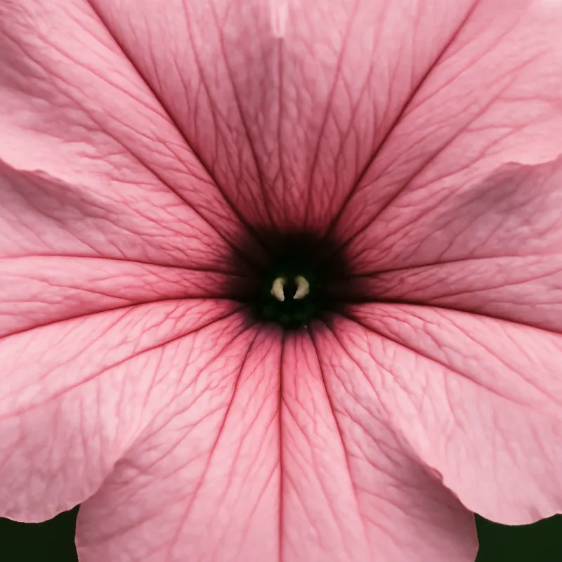 Petunia – różowa – zdjęcie 2