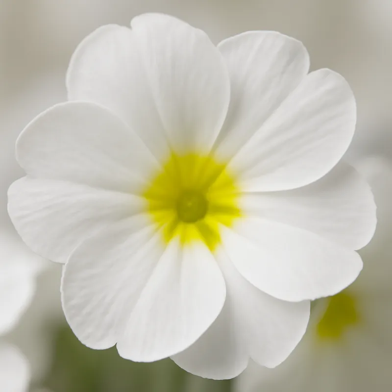 Pierwiosnek – biały – zdjęcie 2