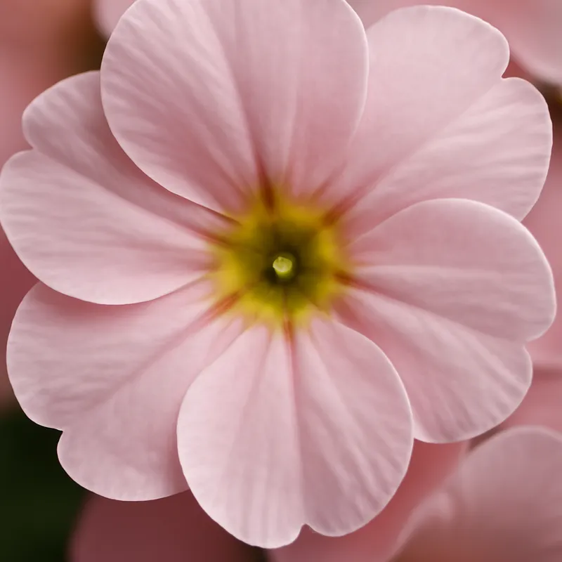 Pierwiosnek – różowy – zdjęcie 2