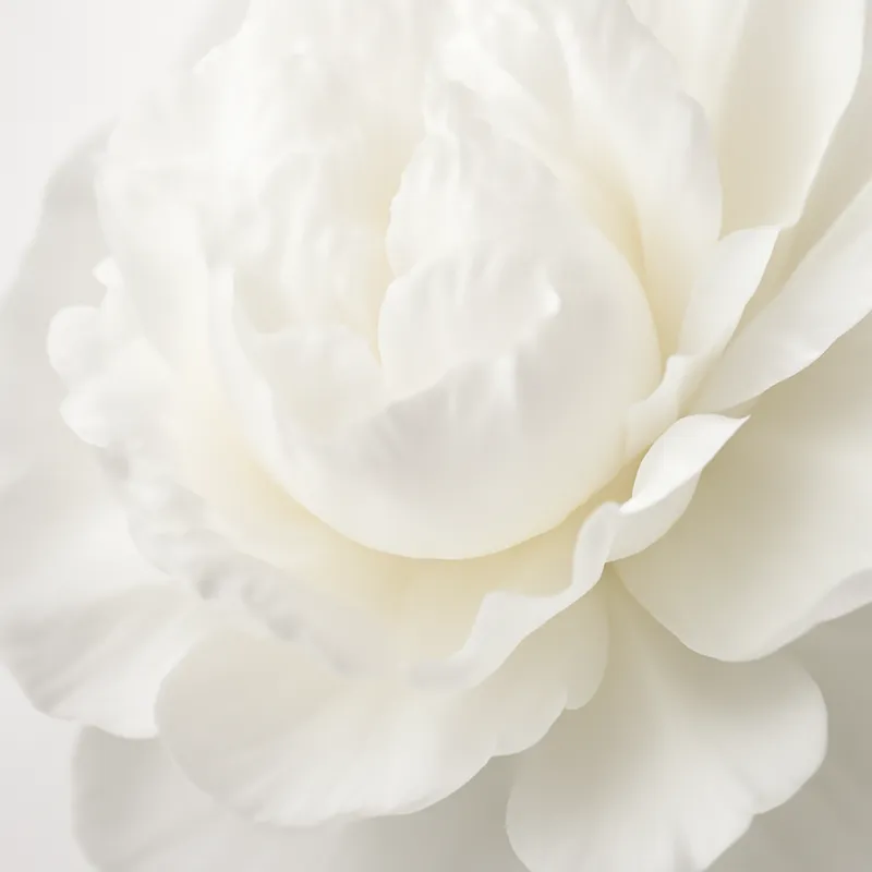 Piwonia – biała – zdjęcie 2