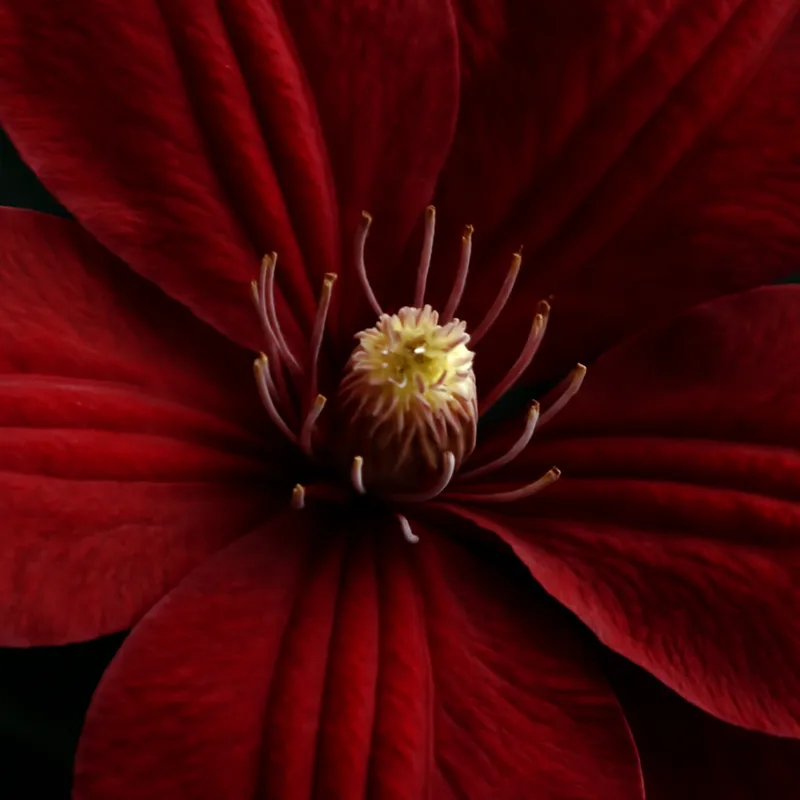 Powojnik – czerwony – zdjęcie 2