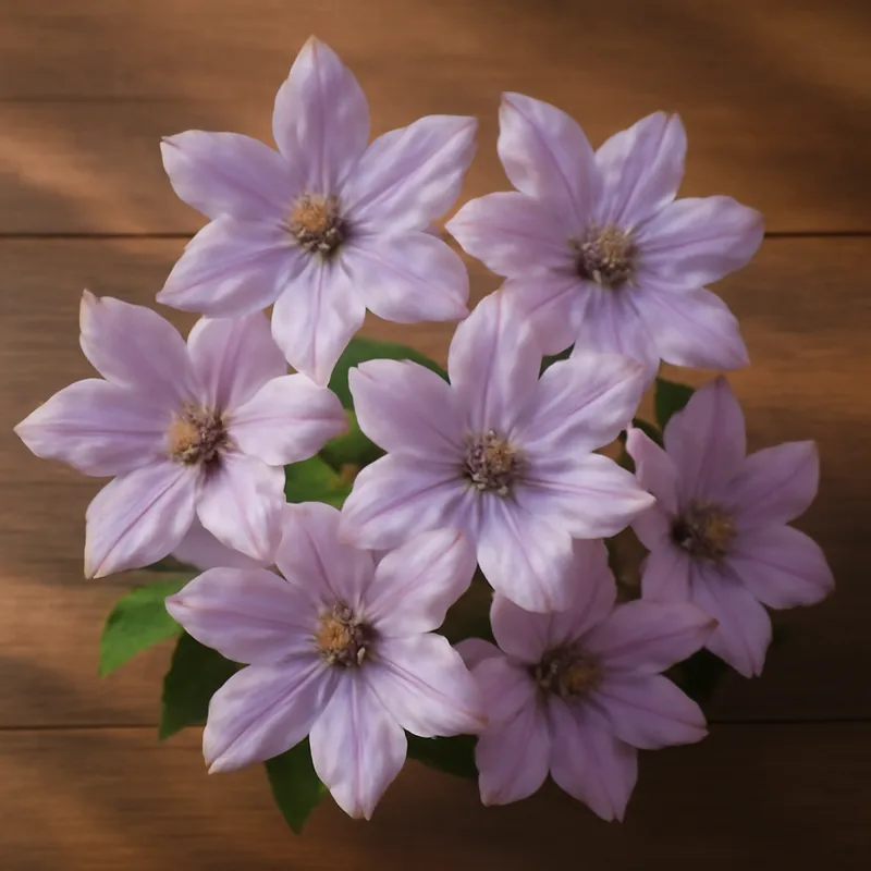 Powojnik – klasyczny – zdjęcie 3