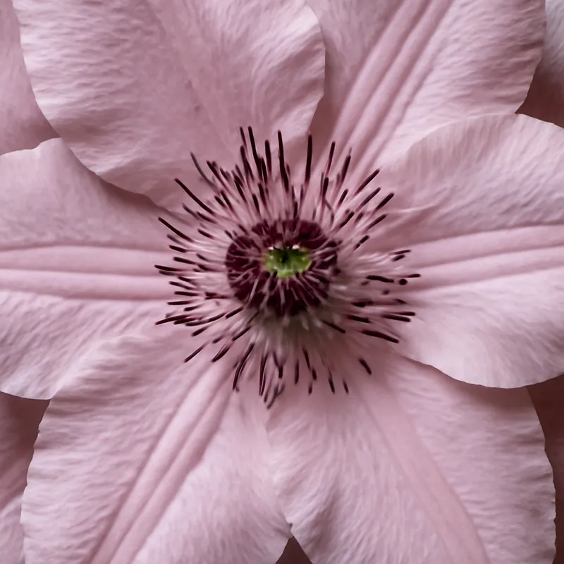 Powojnik – różowy – zdjęcie 2