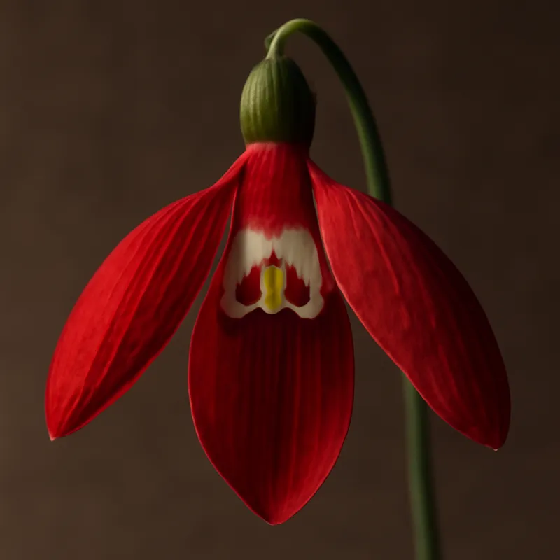 Przebiśnieg – czerwony – zdjęcie 2